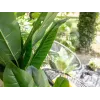 EUROPALMS τεχνητή μπανανιά, 210 cm 82509507
