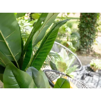 EUROPALMS τεχνητή μπανανιά, 210 cm 82509507