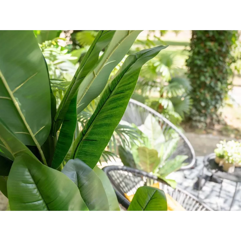 EUROPALMS τεχνητή μπανανιά, 210 cm 82509507