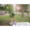 EUROPALMS τεχνητή μπανανιά, 210 cm 82509507