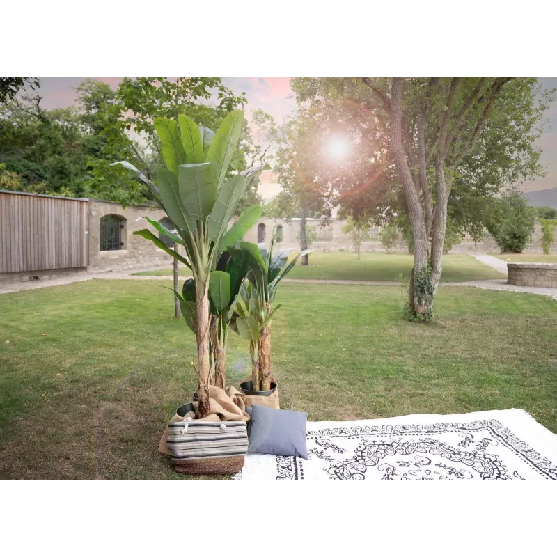 EUROPALMS τεχνητή μπανανιά, 210 cm 82509507