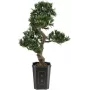 EUROPALMS Bonsai Podocarpus Τεχνητό φυτό, 80cm 82600116