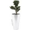 EUROPALMS Bonsai Podocarpus Τεχνητό φυτό, 80cm 82600116