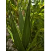 EUROPALMS Aloe (EVA), τεχνητό, πράσινο, 50cm (82530570)