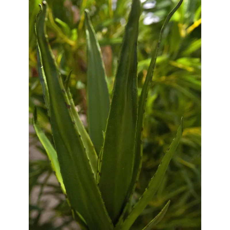 EUROPALMS Aloe (EVA), τεχνητό, πράσινο, 50cm (82530570)