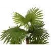 EUROPALMS Τεχνητό φυτό παλάμη βεντάλιας 130cm 82509302