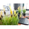 EUROPALMS Τεχνητό φυτό Haferwurzel, 40cm 82505639