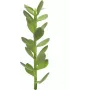 EUROPALMS βλαστός δέντρου της τύχης τεχνητό φυτό, 30cm 82809010