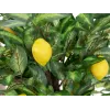 EUROPALMS τεχνητή λεμονιά, 150cm 82507815
