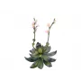 EUROPALMS Stone Rose (EVA) Τεχνητό φυτό, ροζ, 32cm 82530572
