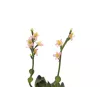 EUROPALMS Stone Rose (EVA) Τεχνητό φυτό, ροζ, 32cm 82530572