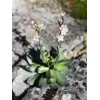 EUROPALMS Stone Rose (EVA) Τεχνητό φυτό, ροζ, 32cm 82530572