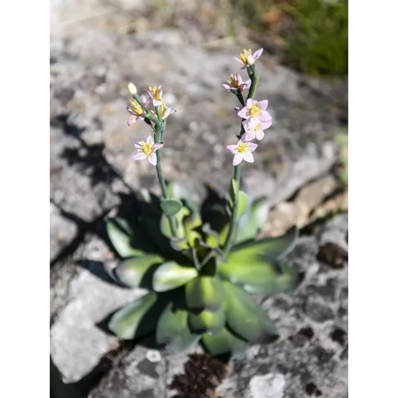 EUROPALMS Stone Rose (EVA) Τεχνητό φυτό, ροζ, 32cm 82530572