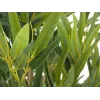 EUROPALMS Bambus deluxe, Τεχνητό φυτό, 180cm (82509167) - Τεχνητό φυτό μπαμπού
