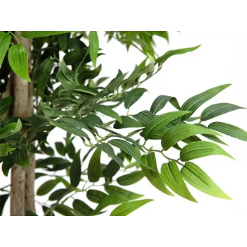 EUROPALMS Ficus Longifolia Τεχνητό φυτό, 165cm 82506350