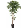 EUROPALMS Ficus Longifolia Τεχνητό φυτό, 165cm 82506350