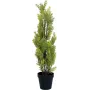 EUROPALMS Τεχνητό φυτό κυπαρίσσι Leyland, 60cm 82606959