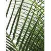 EUROPALMS Phoenix Palm Deluxe Τεχνητό φυτό 220cm 82509722