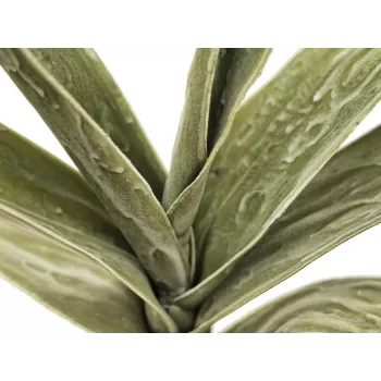 EUROPALMS Τεχνητό κλαδί Yucca (EVA), Πράσινο 82531063