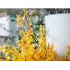 EUROPALMS Τεχνητός θάμνος forsythia, 60cm 82505629