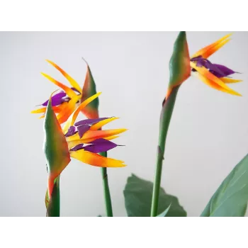 EUROPALMS τεχνητό φυτό Strelitzia, 90 cm 82540502