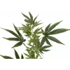 EUROPALMS τεχνητό κλαδί κάνναβης, 90cm, πράσινο 82506699
