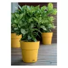 STEFANPLAST Ethica Γλάστρα με πιατάκι Ø40x39cm μουσταρδί