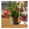 STEFANPLAST Ethica Γλάστρα με Πιατάκι Ø20x19cm Καφέ