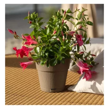 STEFANPLAST Ethica Γλάστρα με Πιατάκι Ø20x19cm Καφέ