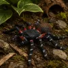 LEAN TOYS Spider Tarantula λαστιχένια φιγούρα stretchable ρεαλιστική μαύρη 10 cm